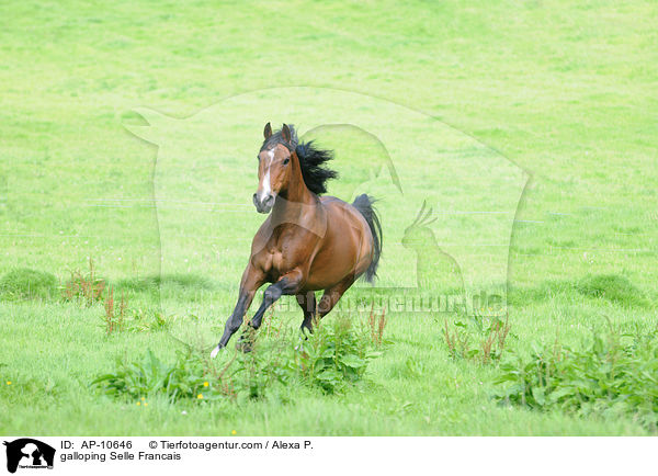 galloping Selle Francais / AP-10646