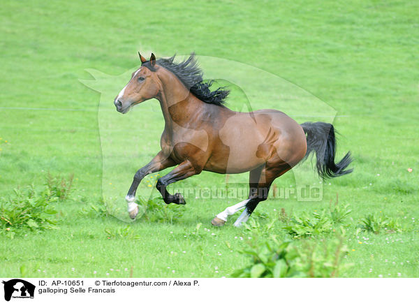 galloping Selle Francais / AP-10651