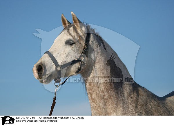 Shagya Arabian Horse Portrait / AB-01259
