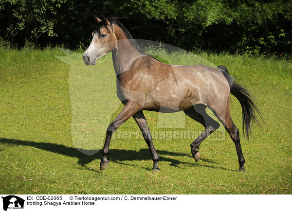 trotting Shagya Arabian Horse / CDE-02065