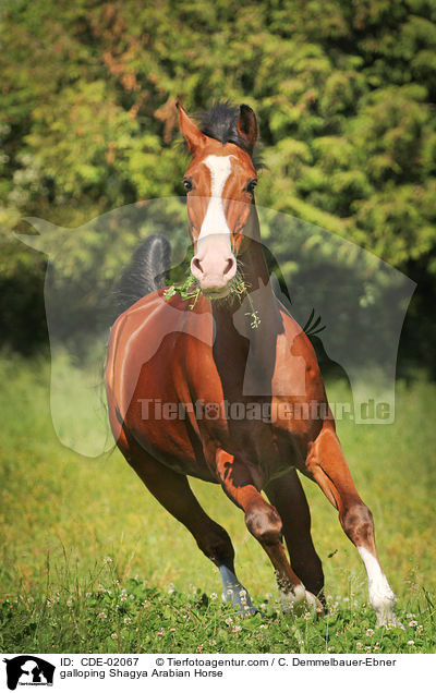 galloping Shagya Arabian Horse / CDE-02067