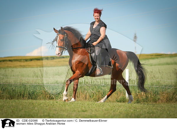 woman rides Shagya Arabian Horse / CDE-02086