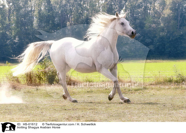 trotting Shagya Arabian Horse / HS-01612