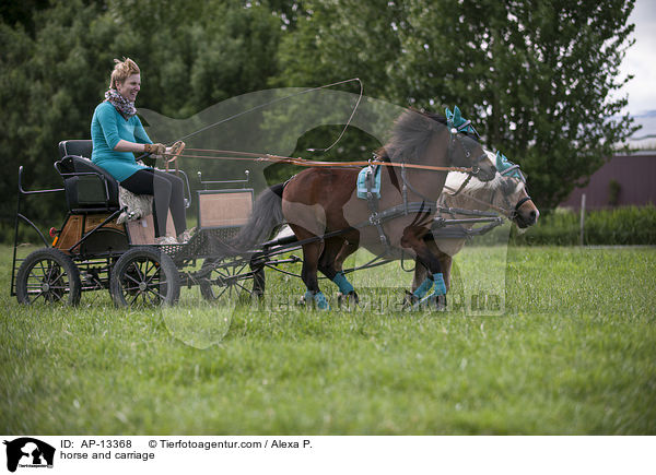 horse and carriage / AP-13368