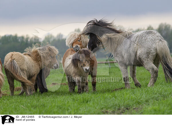 herd of ponies / JM-12465