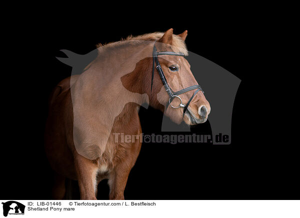 Shetland Pony Stute / Shetland Pony mare / LIB-01446