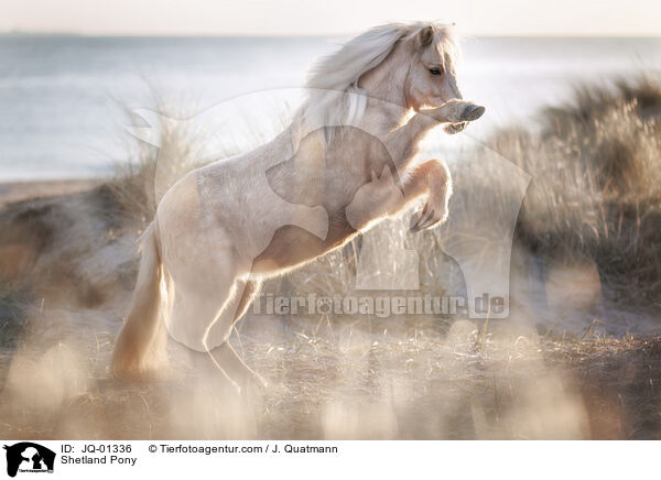 Shetland Pony / JQ-01336
