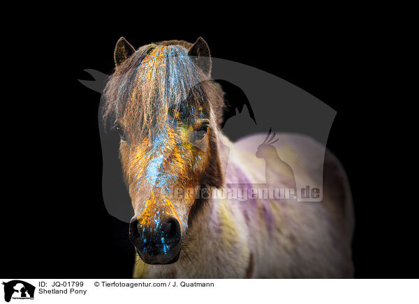 Shetland Pony / JQ-01799