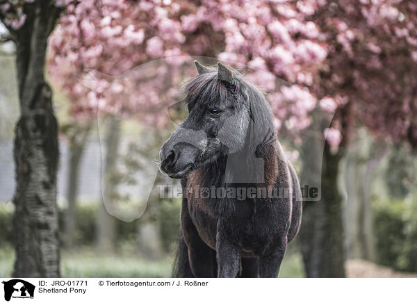 Shetland Pony / JRO-01771