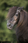 Shetland Pony portrait