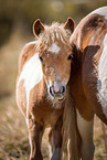 young Shetland Pony