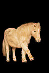 Shetland Pony in studio