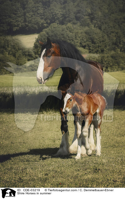 Shire Horses in summer / CDE-03219