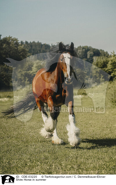Shire Horse in summer / CDE-03220