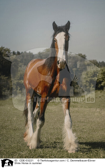 Shire Horse in summer / CDE-03221