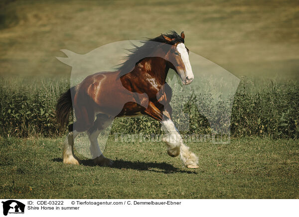 Shire Horse in summer / CDE-03222