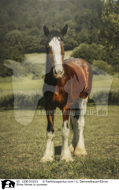 Shire Horse in summer / CDE-03223