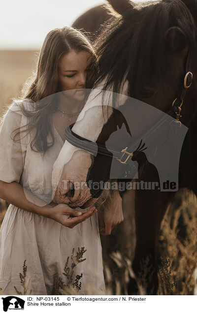 Shire Horse stallion / NP-03145