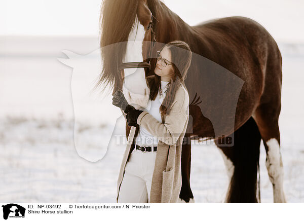 Shire Horse stallion / NP-03492