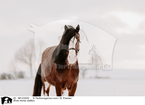 Shire Horse stallion / NP-03500
