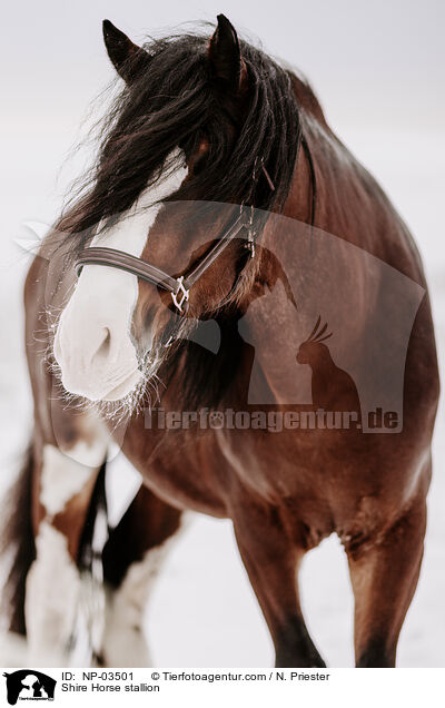 Shire Horse stallion / NP-03501