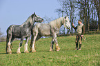 man and Shire Horses
