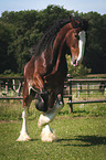 rearing Shire Horse