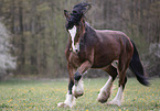 galloping Shire horse
