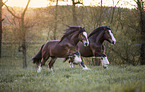galloping Shire horses