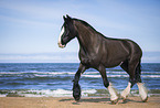 Shire Horse on the beach