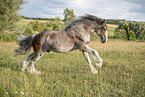 galloping Shire Horse