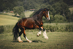 Shire Horse in summer
