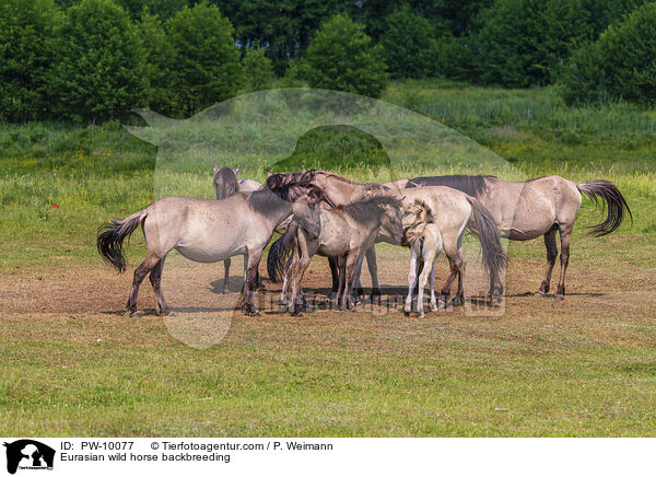 Eurasian wild horse backbreeding / PW-10077