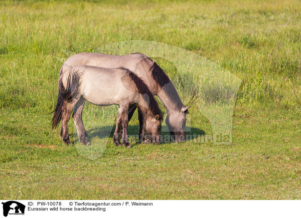 Eurasian wild horse backbreeding / PW-10078