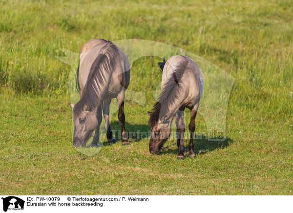 Eurasian wild horse backbreeding / PW-10079