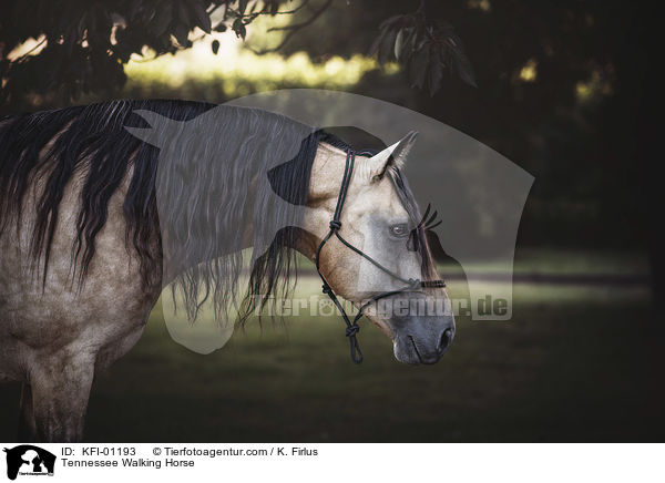Tennessee Walking Horse / KFI-01193