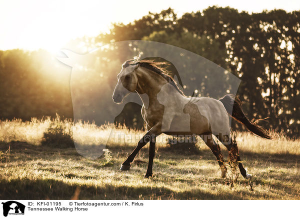 Tennessee Walking Horse / KFI-01195