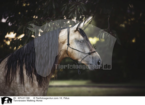 Tennessee Walking Horse / KFI-01196