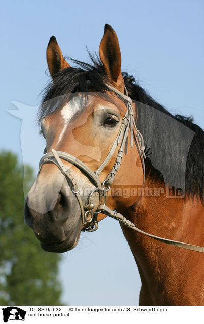 cart horse portrait / SS-05632