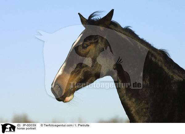 horse portrait / IP-00039