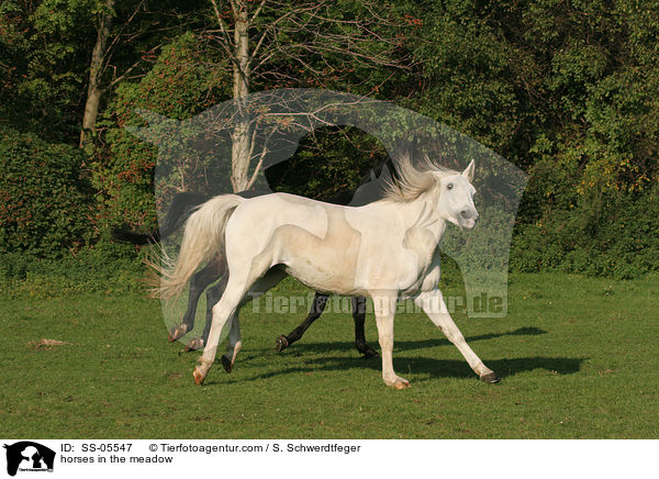 horses in the meadow / SS-05547