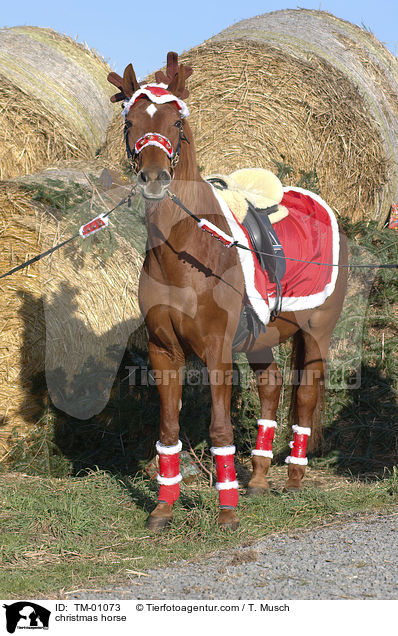 christmas horse / TM-01073