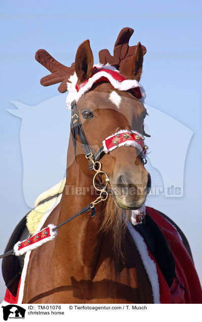 christmas horse / TM-01076