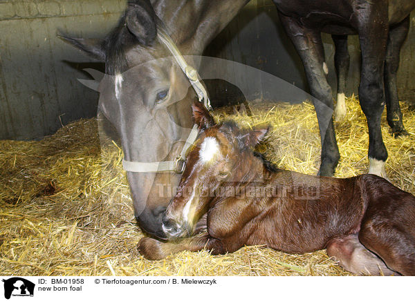 new born foal / BM-01958