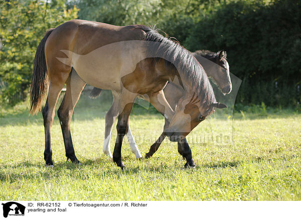 Jhrling und Fohlen / yearling and foal / RR-62152