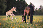 Warmblood mare with foal