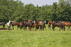 herd of horses