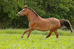 galloping Welsh Cob