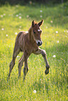 Welsh-Cob foal