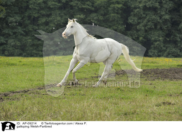 galloping Welsh-Partbred / AP-09214